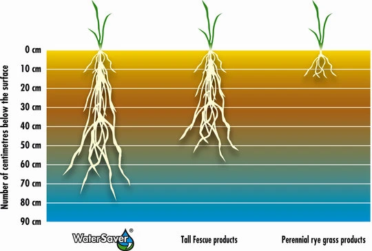 Porovnanie hĺbky koreňov Water Saver vs bežná tráva