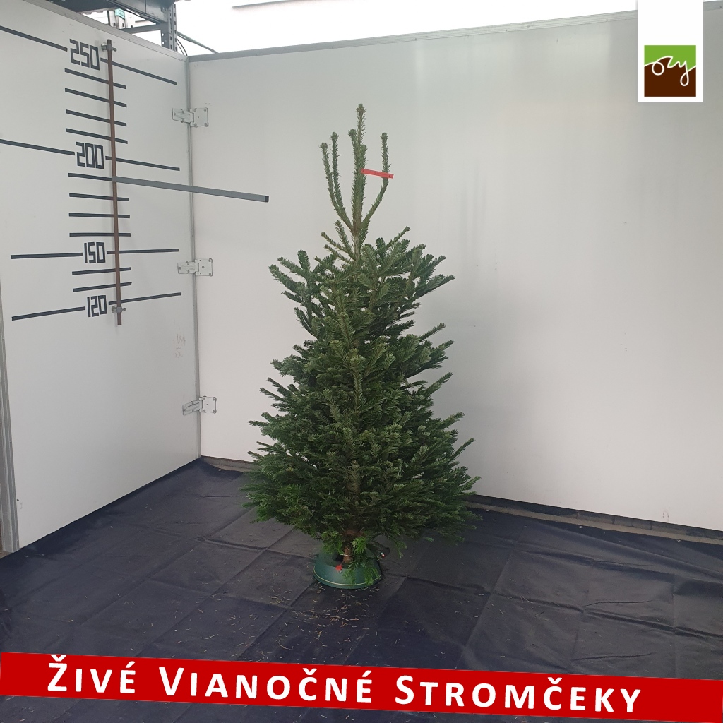 živý vianočný stromček pána Patrika