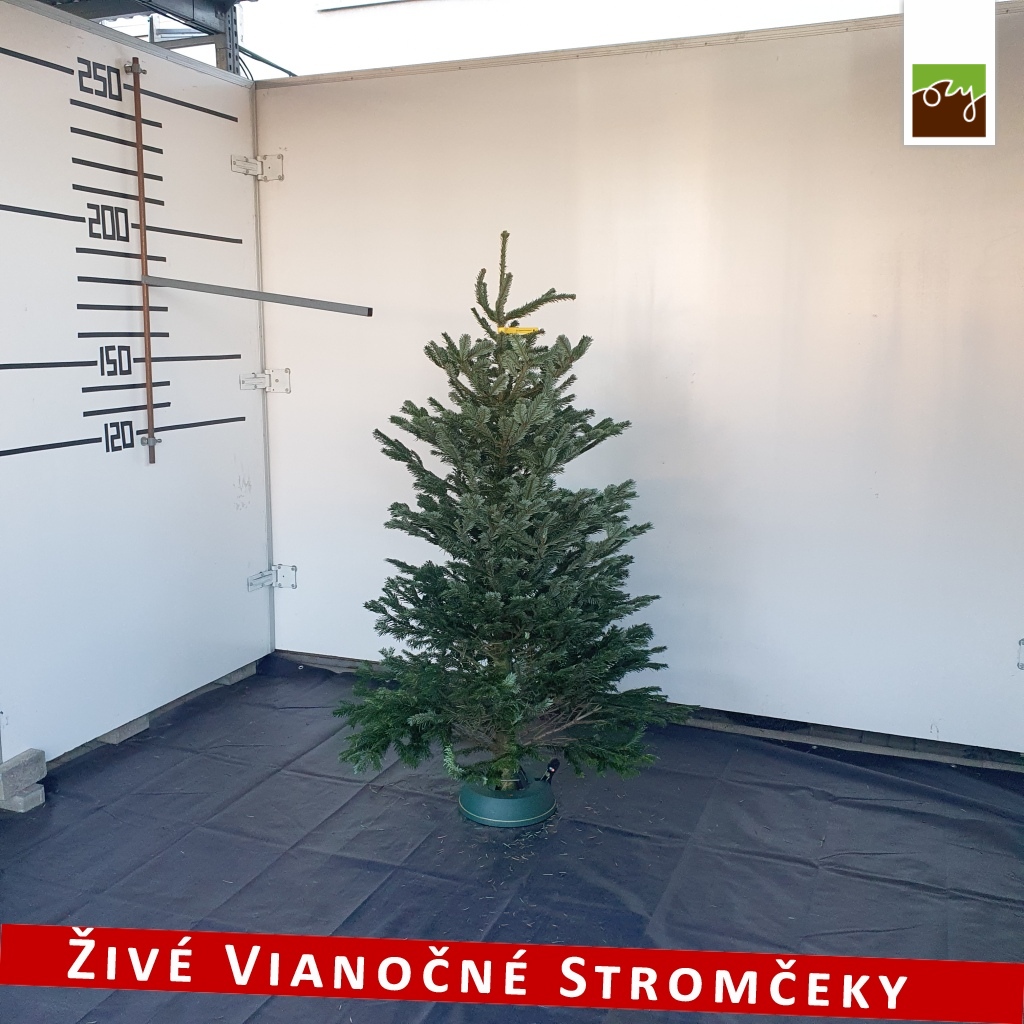 živý vianočný stromček pani Dariny