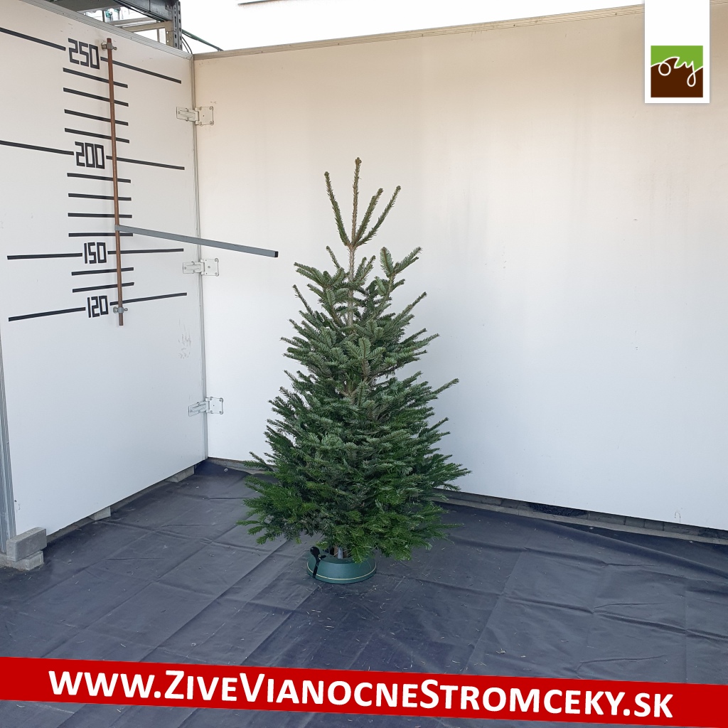 živý vianočný stromček A-kategórie pani Anny