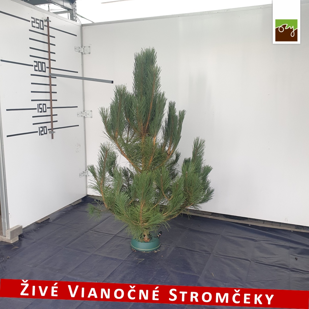 živý vianočný stromček borovica pani Dany