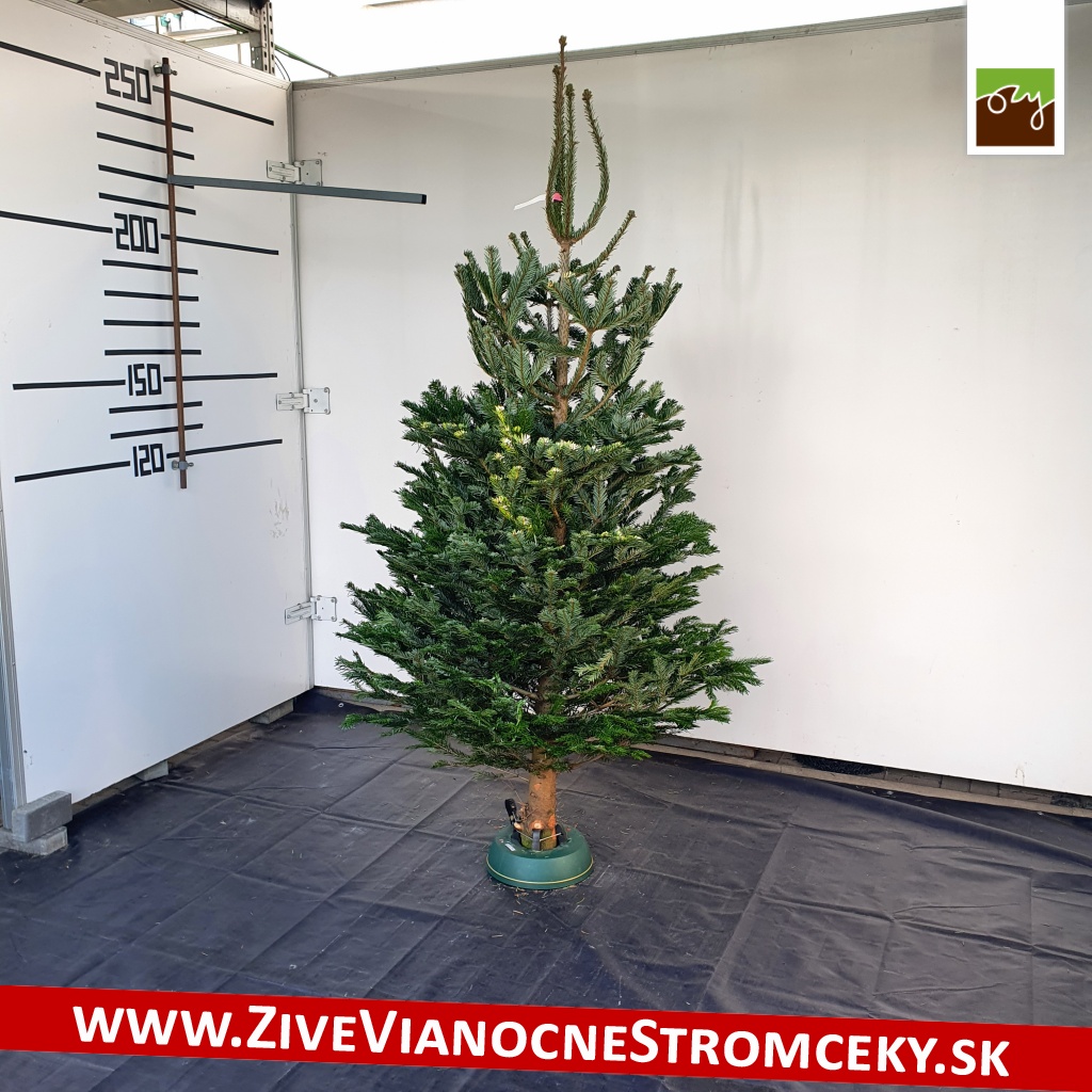 živý vianočný stromček A-kategórie pána Juraja