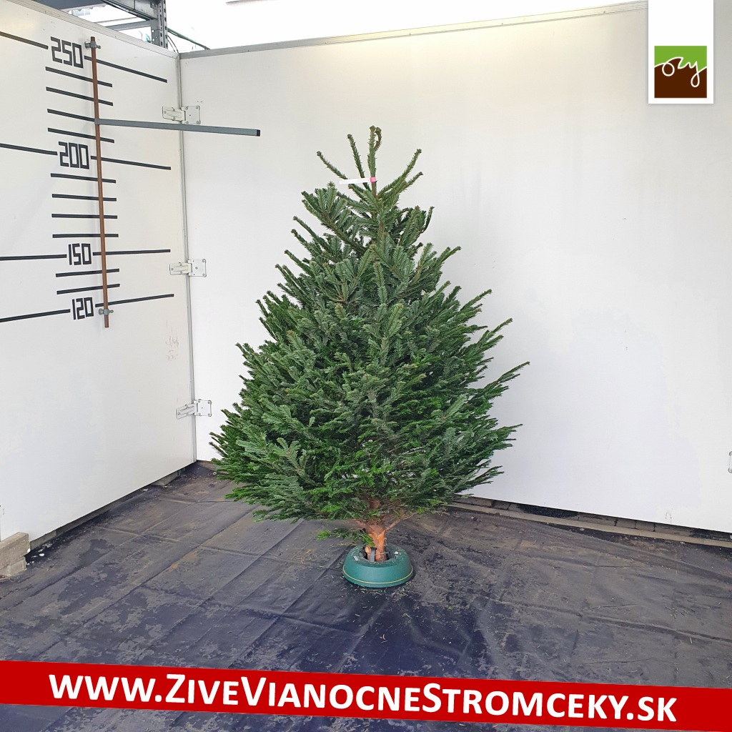 živý vianočný stromček Exclusive pani Zuzany