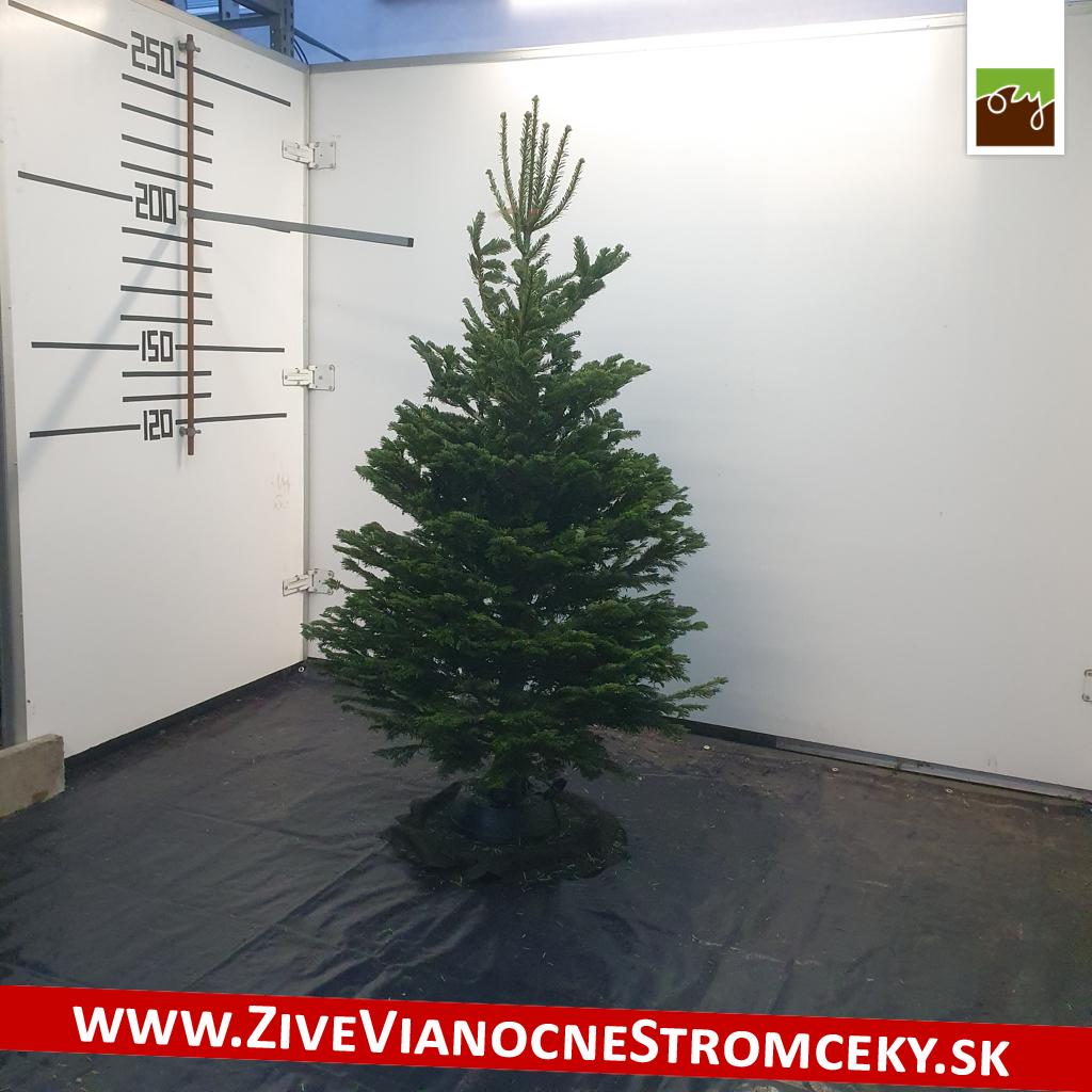 živý vianočný stromček pani Dagmar
