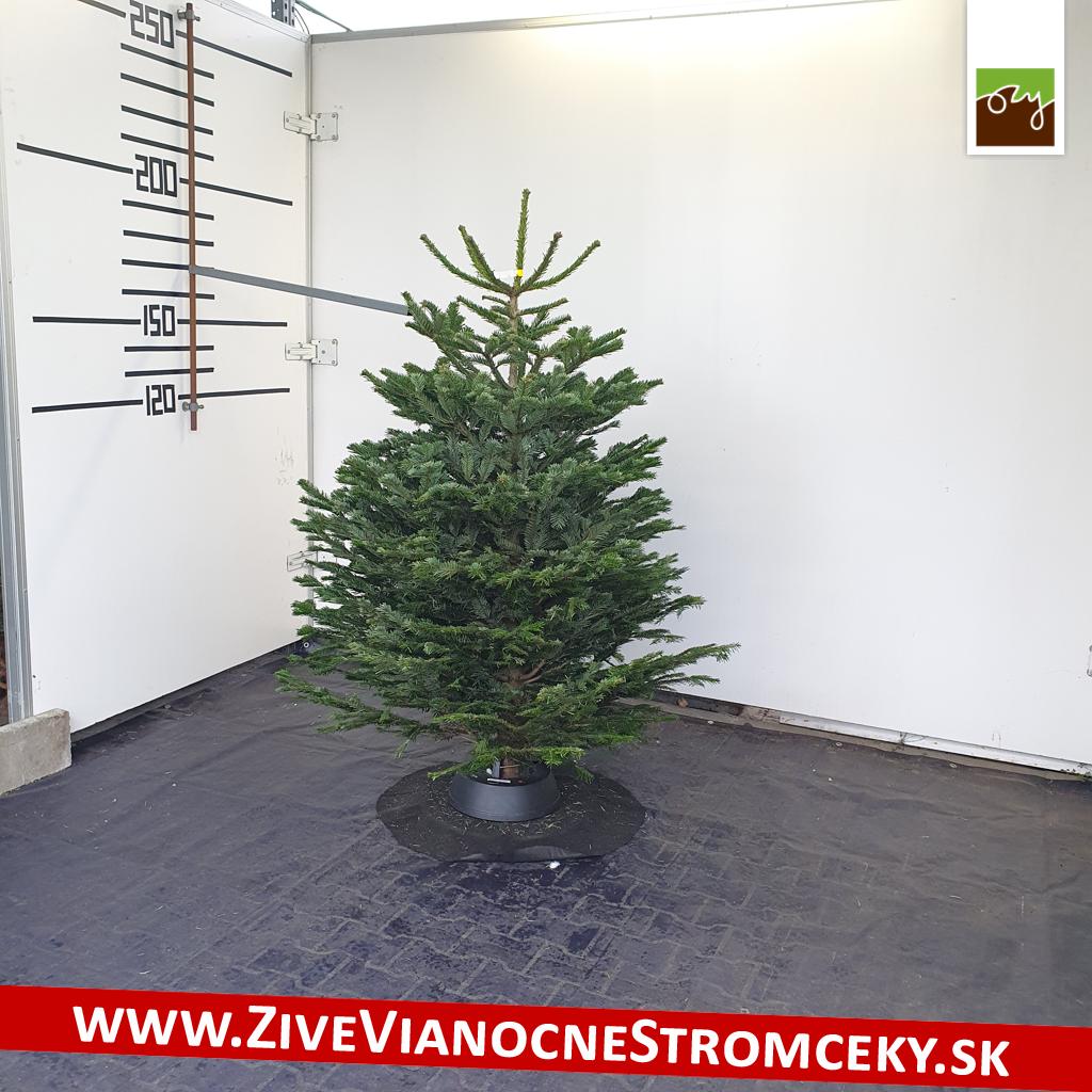 živý vianočný stromček pani Anny