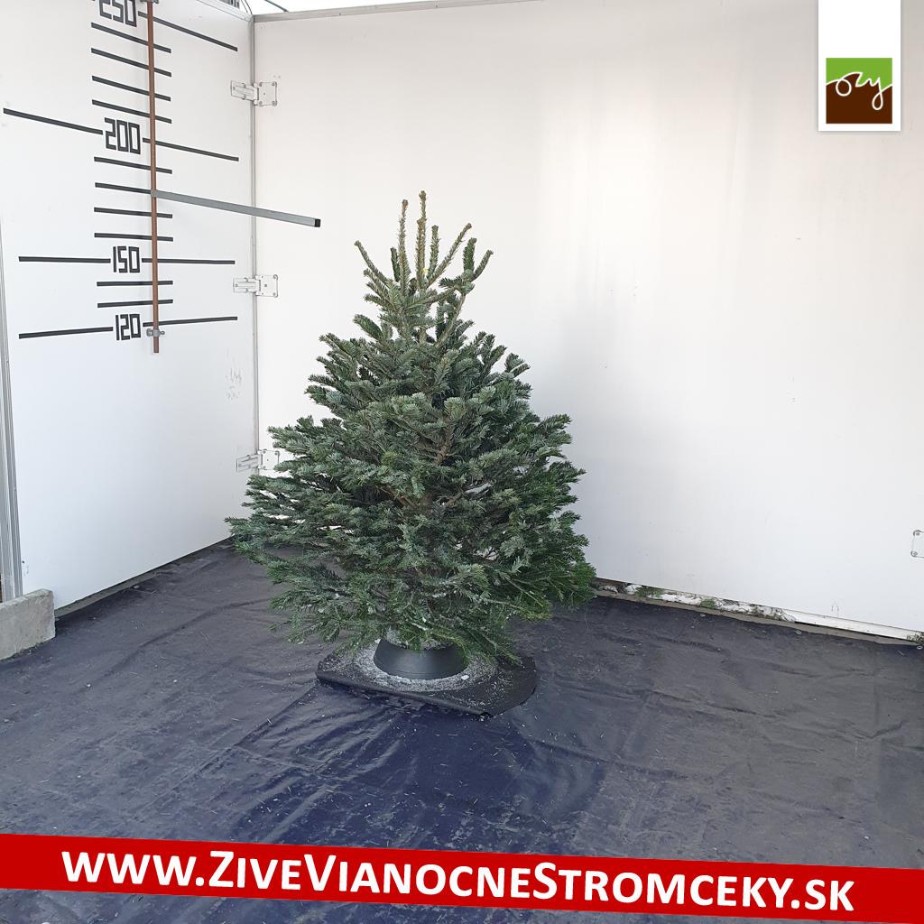 živý vianočný stromček pána Roberta