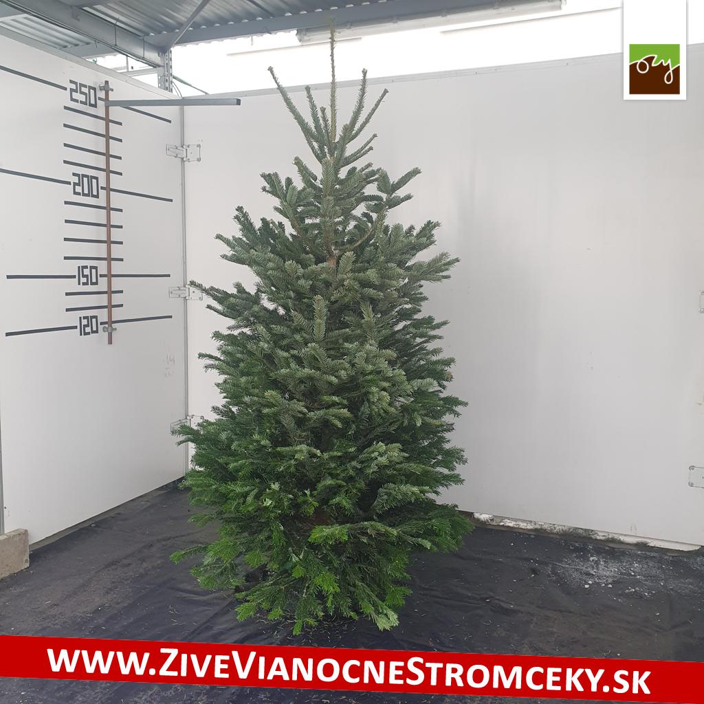 živý vianočný stromček pána Petra