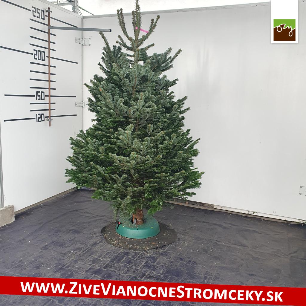 živý vianočný stromček pána Jána