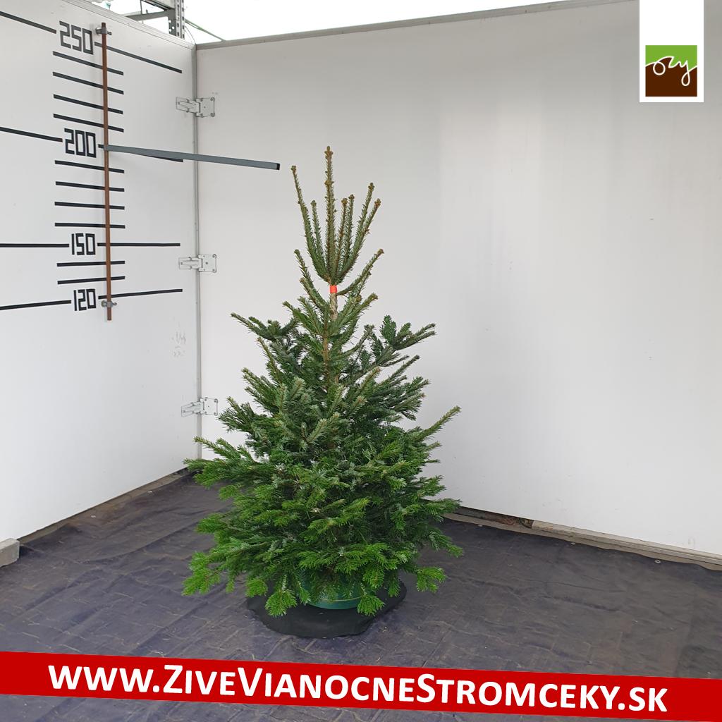živý vianočný stromček pani Anny