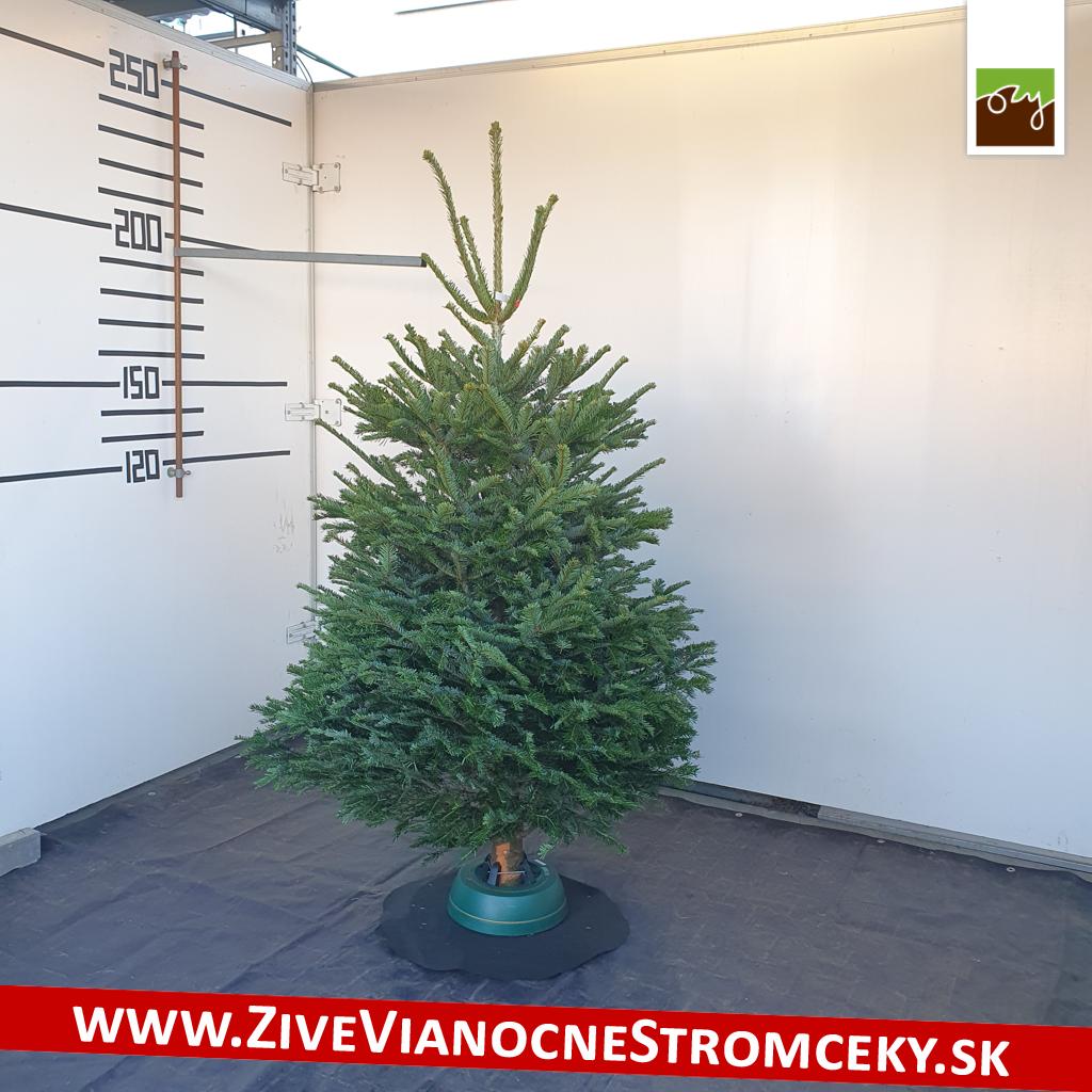 živý vianočný stromček pána Petra