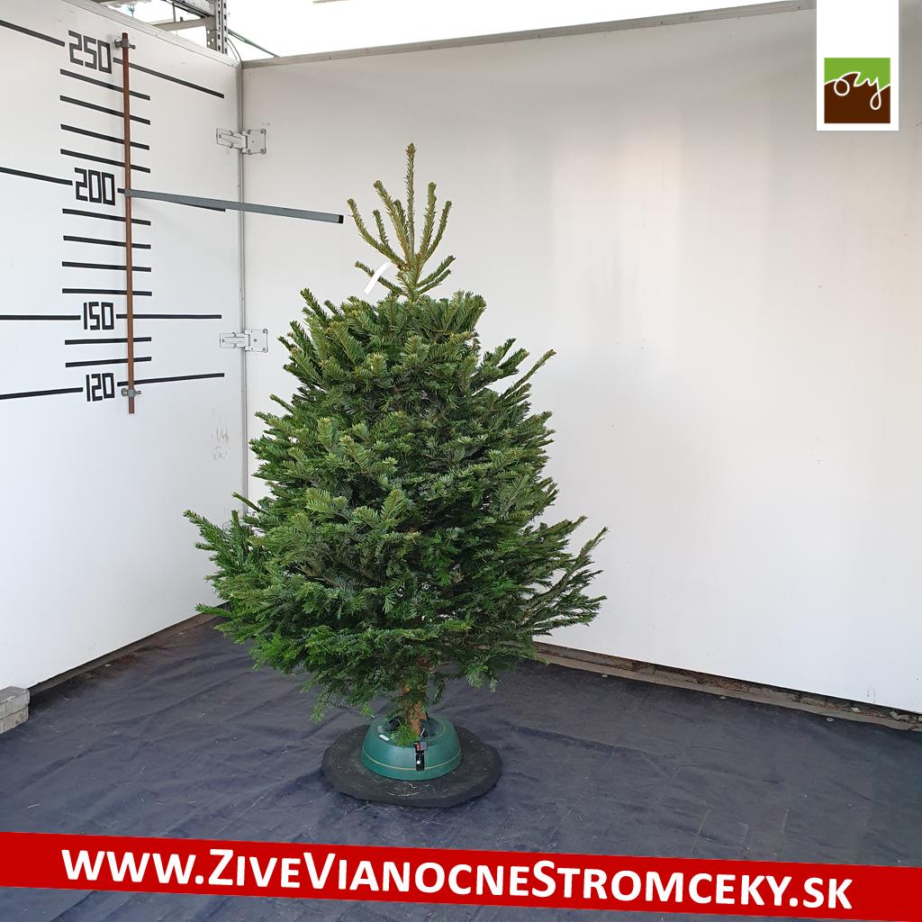 živý vianočný stromček pani Beáty