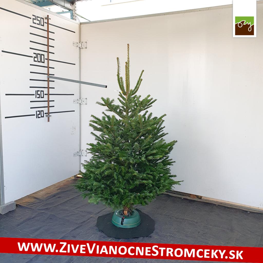 živý vianočný stromček pani Andrey