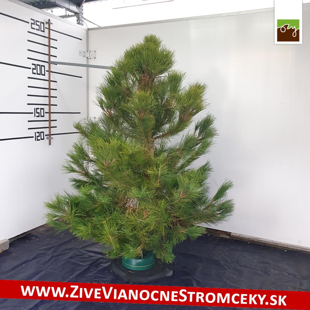 živý vianočný stromček pána Michala