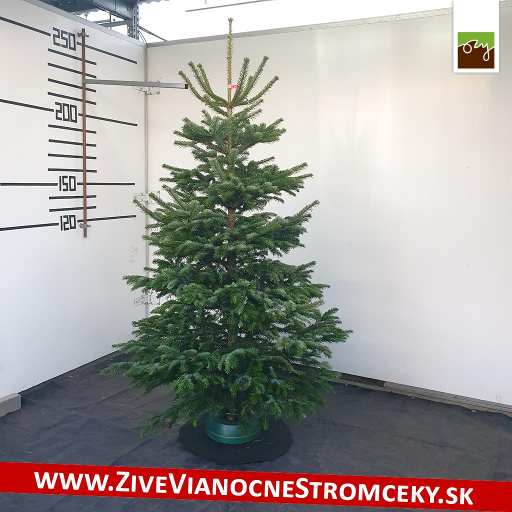 živý vianočný stromček pani Eleny