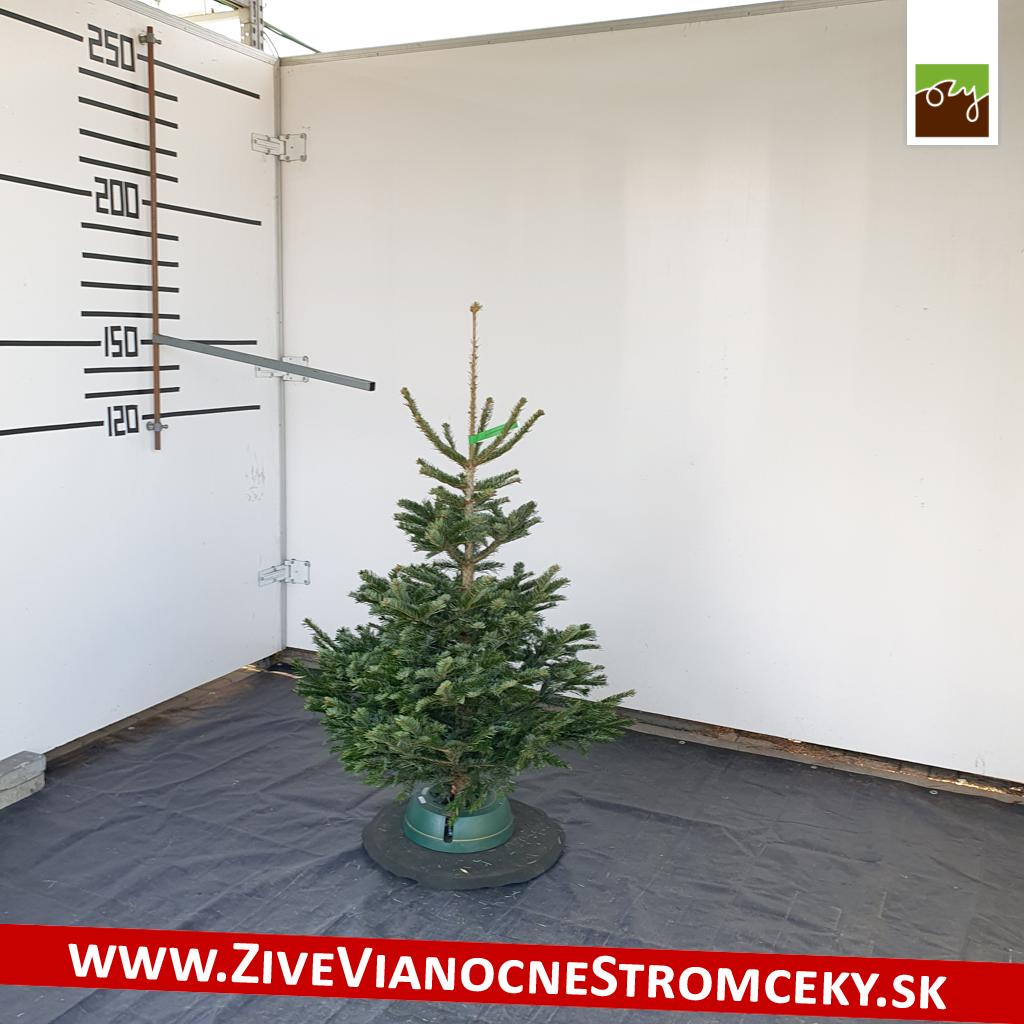 živý vianočný stromček pani Soni