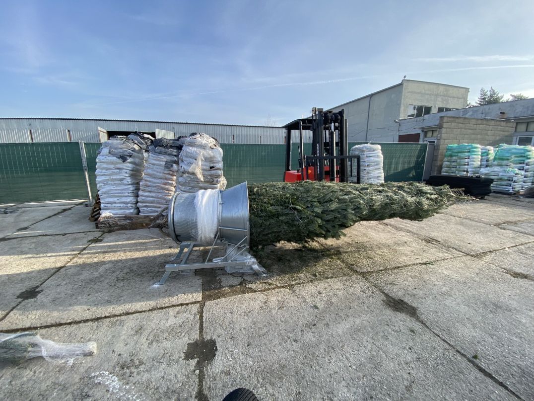 Príprava stromčeka pred odoslaním