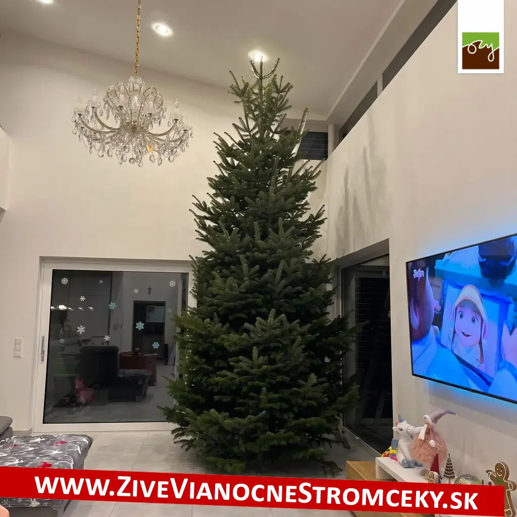 Extra veľký vianočný stromček