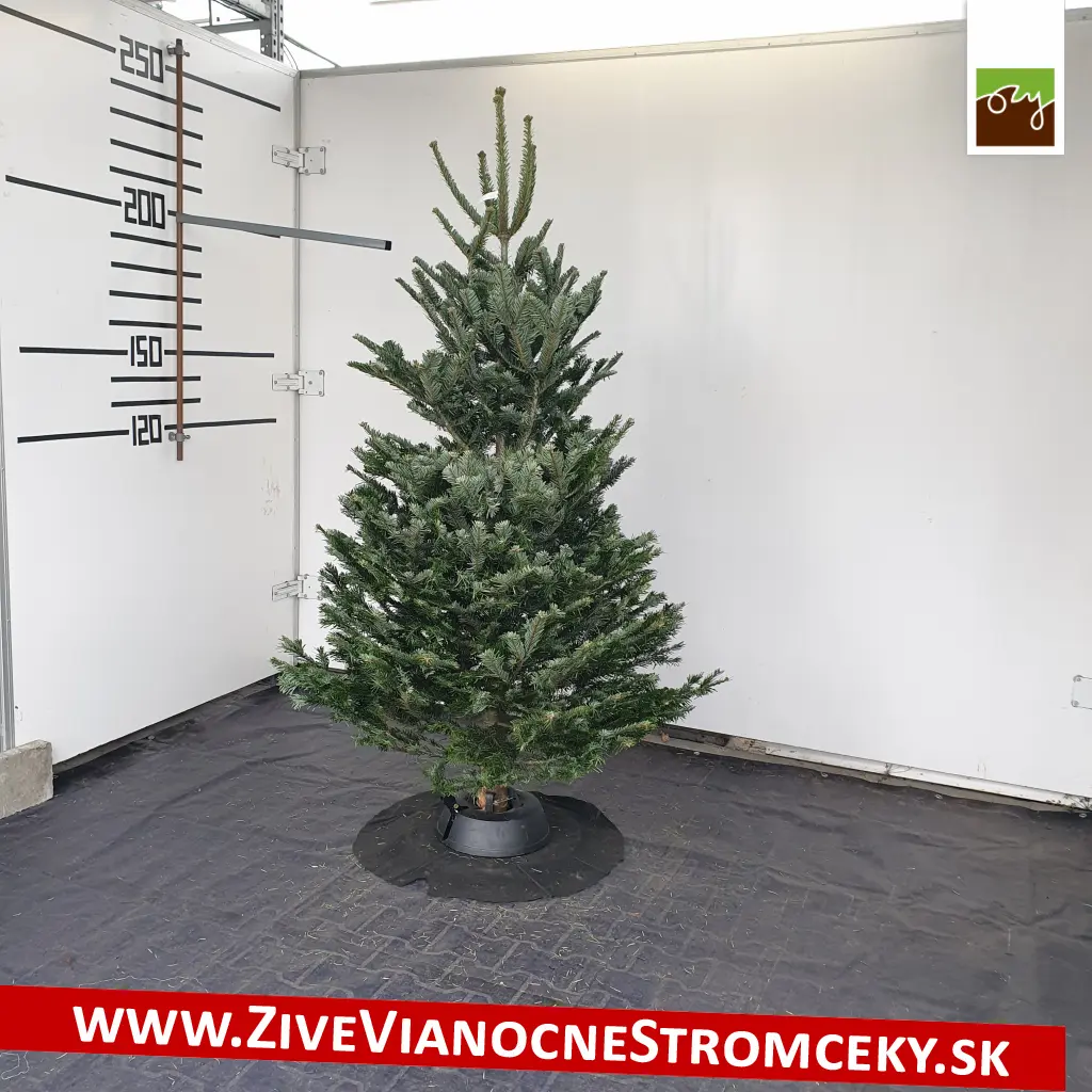 Stromček 175-200 cm