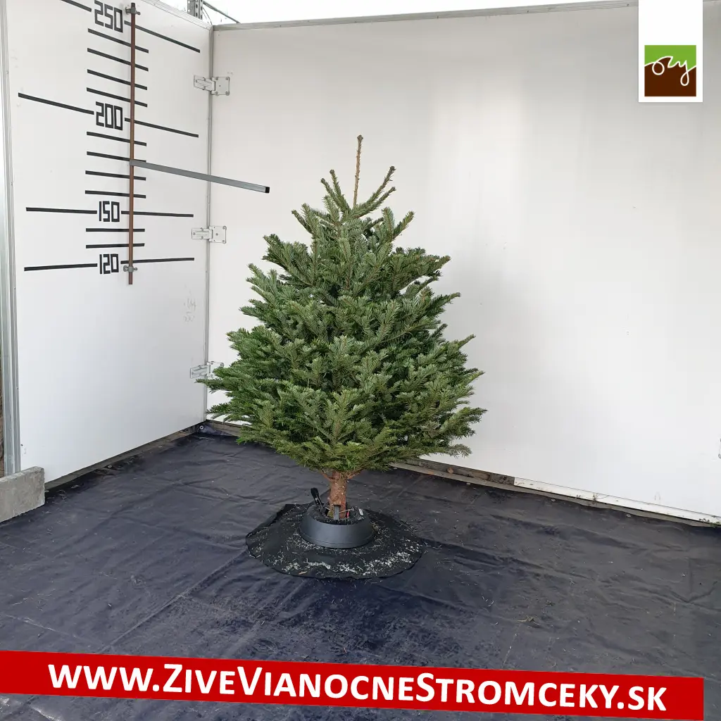 Klasický vianočný stromček