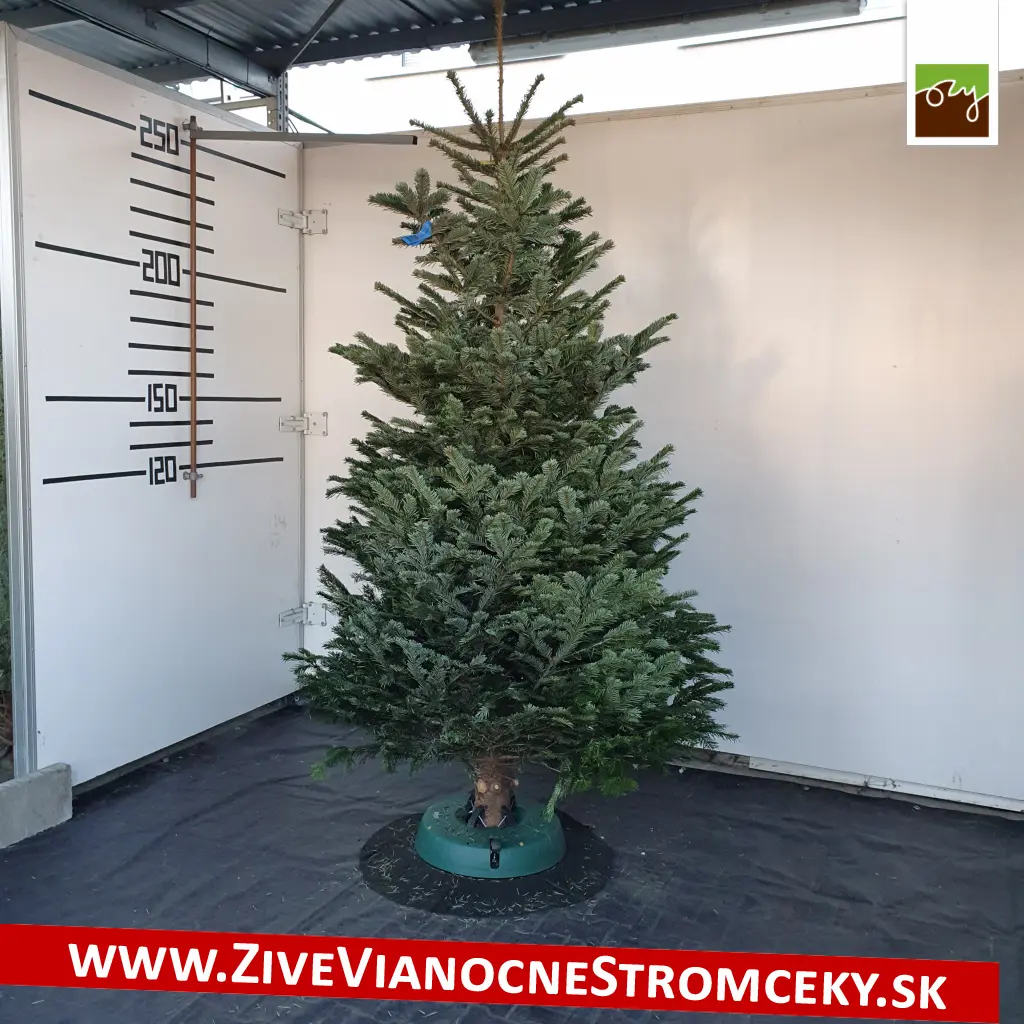 Veľký vianočný stromček