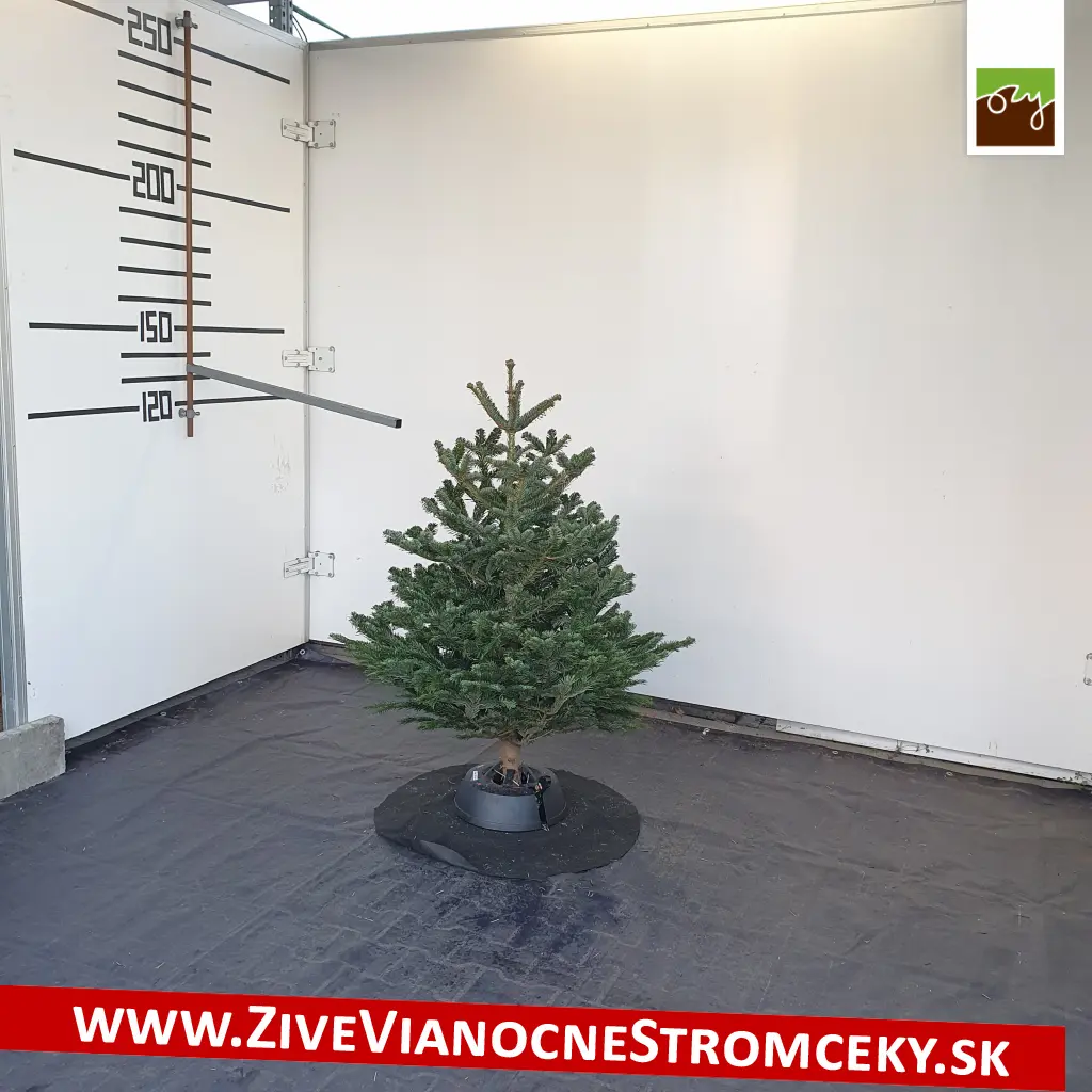 Malý vianočný stromček do bytu