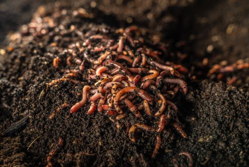 Wormcompost z dážďoviek